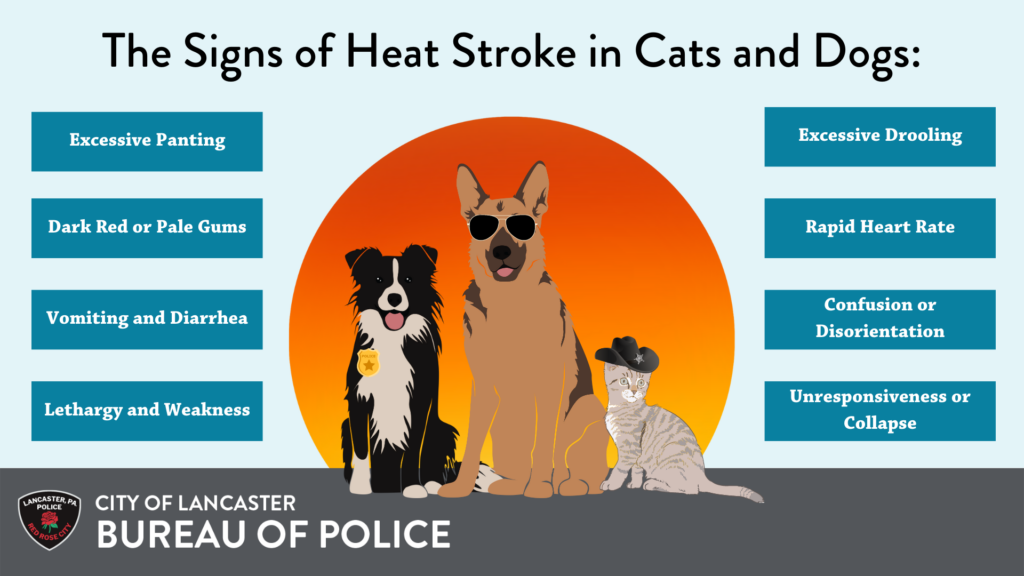 has-my-dog-got-heat-stroke